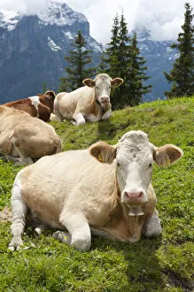 Ruminating cows -Bos primigenius taurus-, traditional farming, mountain farming Ruminating cows -Bos primigenius taurus-, traditional farming, mountain farming