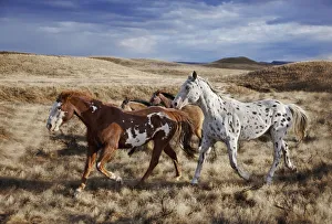Running horses on Hideout Ranch in Shell, Wyoming, USA Running horses on Hideout Ranch in Shell, Wyoming, USA