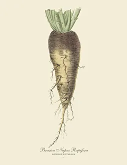 Rutabaga, Root Crops and Vegetables, Victorian Botanical Illustration Rutabaga, Root Crops and Vegetables, Victorian Botanical Illustration