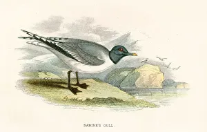 Sabine tern birds from Great Britain 1897 Sabine tern birds from Great Britain 1897