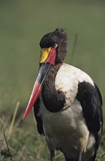 Saddle-bill stork (Ephippiorhynchus senegalensis) standing, Masai Mara National Reserve Saddle-bill stork (Ephippiorhynchus senegalensis) standing, Masai Mara National Reserve