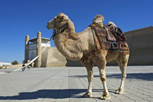 Saddled camel in front of the Ark fortress, Bukhara, Uzbekistan Saddled camel in front of the Ark fortress, Bukhara, Uzbekistan