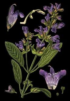 sage, also called garden sage, common sage, culinary sage sage, also called garden sage, common sage, culinary sage