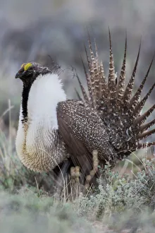 Sage Grouse (Centrocercus urophasianus) male in meadow, Steens Mountain, Oregon, USA Sage Grouse (Centrocercus urophasianus) male in meadow, Steens Mountain, Oregon, USA