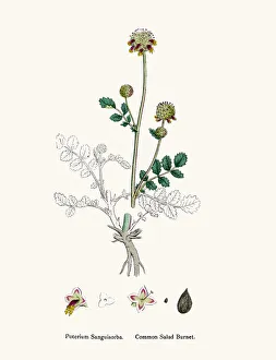 Salad Burnet edible plant 19th century illustration Salad Burnet edible plant 19th century illustration