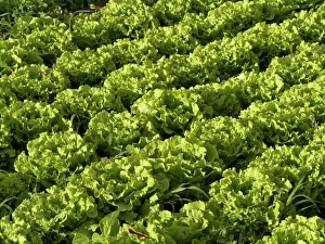 Salat growing in rows on a field, La Gomera, Valle Gran Rey, Canary Islands, Spain Salat growing in rows on a field, La Gomera, Valle Gran Rey, Canary Islands, Spain