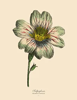 Salpiglossis and Trumpet Tongue Plants, Victorian Botanical Illustration Salpiglossis and Trumpet Tongue Plants, Victorian Botanical Illustration