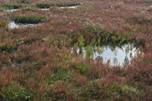 Salt meadow with glasswort -Salicornia europaea- and sea lavender -Limonium vulgare Salt meadow with glasswort -Salicornia europaea- and sea lavender -Limonium vulgare