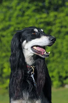 Saluki, Royal Dog of Egypt or Persian Greyhound -Canis lupus familiaris-, sighthound breed, male Saluki, Royal Dog of Egypt or Persian Greyhound -Canis lupus familiaris-, sighthound breed, male