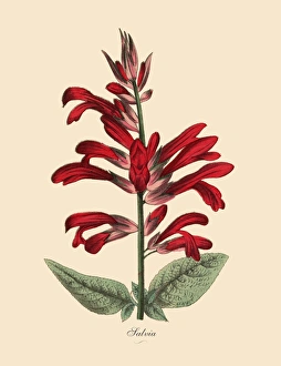 Salvia Plant, Victorian Botanical Illustration Salvia Plant, Victorian Botanical Illustration