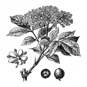 Sambucus nigra (elder, elderberry, black elder) Sambucus nigra (elder, elderberry, black elder)