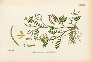 Sand Birdas Foot, Ornithopus ebracteatus, Victorian Botanical Illustration, 1863 Sand Birdas Foot, Ornithopus ebracteatus, Victorian Botanical Illustration, 1863