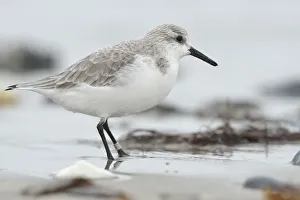 Sanderling -Calidris alba- on a beach in search of food, Dune island, Helgoland, Schleswig-Holstein, Germany Sanderling -Calidris alba- on a beach in search of food, Dune island, Helgoland, Schleswig-Holstein, Germany