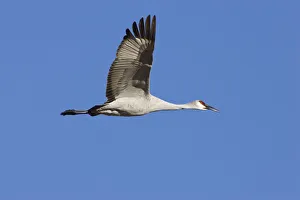 Sandhill Crane (Grus canadensis) in flight, Bosque del Apache Wildlife Refuge, New Mexico Sandhill Crane (Grus canadensis) in flight, Bosque del Apache Wildlife Refuge, New Mexico