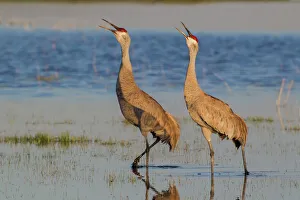 Collections/gallo image collection gallo landscapes/sandhill cranes antigone canadensis Collections/gallo image collection gallo landscapes/sandhill cranes antigone canadensis