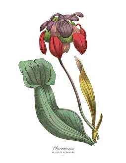 Sarracenia or Trumpet Pitcher Plant, Victorian Botanical Illustration Sarracenia or Trumpet Pitcher Plant, Victorian Botanical Illustration