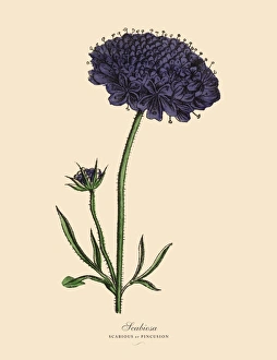 Scabiosa, Scabious and Pincusion Plants, Victorian Botanical Illustration Scabiosa, Scabious and Pincusion Plants, Victorian Botanical Illustration