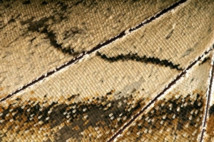 Scales of a butterflys wing of the Meander Prepona -Archaeoprepona meander Scales of a butterflys wing of the Meander Prepona -Archaeoprepona meander