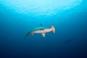 Animal Themes In Photography Prints: Scalloped Hammerhead