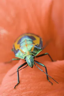 Scarab Beetle (Scarabaeidae sp.) on a flower Scarab Beetle (Scarabaeidae sp.) on a flower