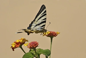 Scarce Swallowtail butterfly -Iphiclides podalirius- on Shrub Verbena, Stalida, Stalis, Crete, Greece, Europe Scarce Swallowtail butterfly -Iphiclides podalirius- on Shrub Verbena, Stalida, Stalis, Crete, Greece, Europe