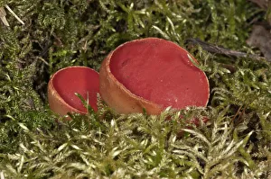 Scarlet Elf Cup -Sarcoscypha coccinea-, fruit bodies amidst moss, Lauterach, Wolfstal Scarlet Elf Cup -Sarcoscypha coccinea-, fruit bodies amidst moss, Lauterach, Wolfstal
