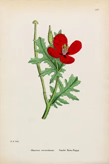 Scarlet Horn Poppy, Glaucium corniculatum, Victorian Botanical Illustration, 1863 Scarlet Horn Poppy, Glaucium corniculatum, Victorian Botanical Illustration, 1863