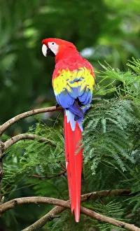 Nature wildlife/jim cumming photography/scarlet macaw costa rica Nature wildlife/jim cumming photography/scarlet macaw costa rica