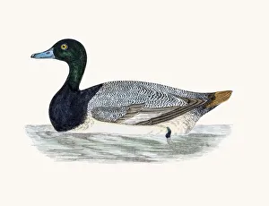 Digital vision vectors/bird lithographs/scaup duck waterfowl bird Digital vision vectors/bird lithographs/scaup duck waterfowl bird