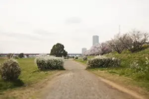 Cherry Blossom Season Images Prints: Scenery of spring