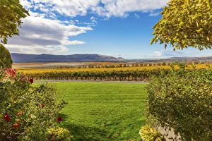 Scenic landscape with vineyards, Red Mountain, Benton City, Washington State, USA Scenic landscape with vineyards, Red Mountain, Benton City, Washington State, USA