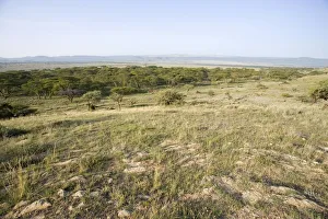 Scenic View of Plain with Acaias in Foreground Scenic View of Plain with Acaias in Foreground