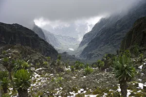 Scenic view to valley with Kitandara Lakes, Senecio trees (Dendrosencio adnivalis Scenic view to valley with Kitandara Lakes, Senecio trees (Dendrosencio adnivalis
