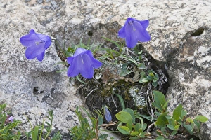 Scheuchzers Bellflower (Campanula scheuchzeri) Scheuchzers Bellflower (Campanula scheuchzeri)