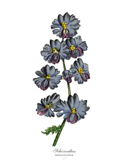 Schizanthus or Fringeflower Plants, Victorian Botanical Illustration Schizanthus or Fringeflower Plants, Victorian Botanical Illustration