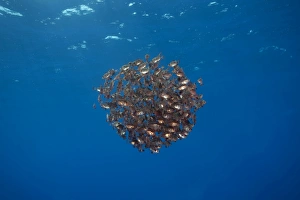 School of Boarfish -Capros aper-, near Santa Maria, Azores, Atlantic Ocean, Portugal School of Boarfish -Capros aper-, near Santa Maria, Azores, Atlantic Ocean, Portugal