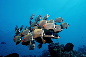 School of Redtail Butterflyfish (Chaetodon collare), Maldive Islands, Indian Ocean School of Redtail Butterflyfish (Chaetodon collare), Maldive Islands, Indian Ocean