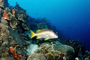 Schoolmaster Snapper (Lutjanus apodus) on the reef, Trinidad, Caribbean Sea Schoolmaster Snapper (Lutjanus apodus) on the reef, Trinidad, Caribbean Sea