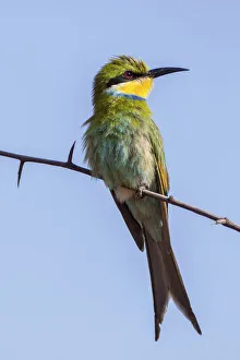 Schwalbenschwanzspint -Merops hirundineus-, Otjinene, Namibia, Africa Schwalbenschwanzspint -Merops hirundineus-, Otjinene, Namibia, Africa