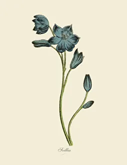 Scillia Plants, Victorian Botanical Illustration Scillia Plants, Victorian Botanical Illustration