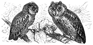 Scops of America (Scops asio) or American owl Scops of America (Scops asio) or American owl