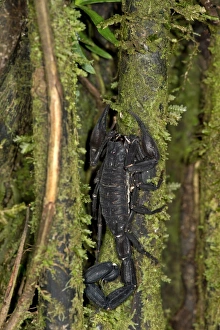 Scorpion genus Tityus, Buthidae family, Tambopata National Reserve, Madre de Dios region Scorpion genus Tityus, Buthidae family, Tambopata National Reserve, Madre de Dios region