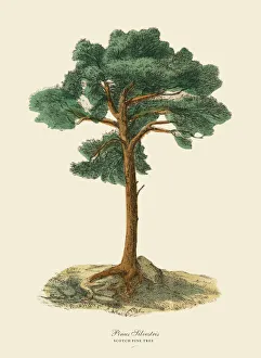 Scotch Pine Tree or Pinus Silvetris, Victorian Botanical Illustration Scotch Pine Tree or Pinus Silvetris, Victorian Botanical Illustration