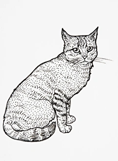 Scottish Wildcat (Felis silvestris grampia), seated Scottish Wildcat (Felis silvestris grampia), seated