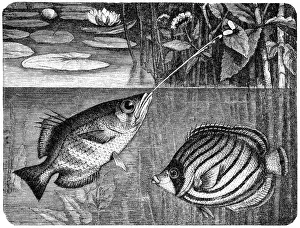 Scrawled Butterflyfish (Chaetodon meyeri) and Banded archerfish (Toxotes jaculatrix) Scrawled Butterflyfish (Chaetodon meyeri) and Banded archerfish (Toxotes jaculatrix)