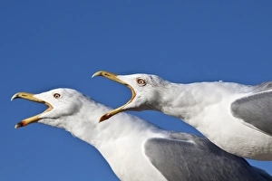Screaming Yellow-legged Gulls -Larus michahellis-, Istanbul, Turkey Screaming Yellow-legged Gulls -Larus michahellis-, Istanbul, Turkey