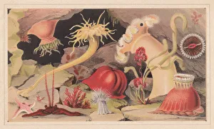 Sea anemones, lithograph, published in 1868 Sea anemones, lithograph, published in 1868