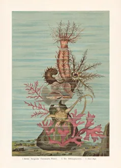 Sea ??cucumber, chromolithograph, published in 1897 Sea ??cucumber, chromolithograph, published in 1897
