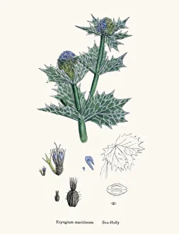 Sea Holly plant against bladder disease and as tonic Sea Holly plant against bladder disease and as tonic