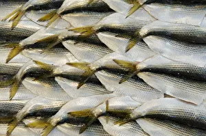sea life, seafood, market, freshness, healthy eating sea life, seafood, market, freshness, healthy eating